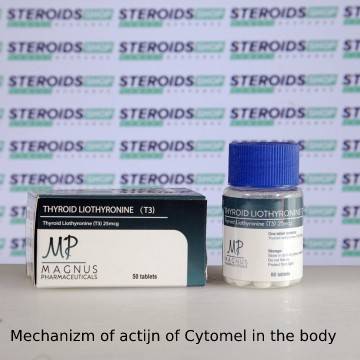 Mechanizm of actijn of Cytomel in the body